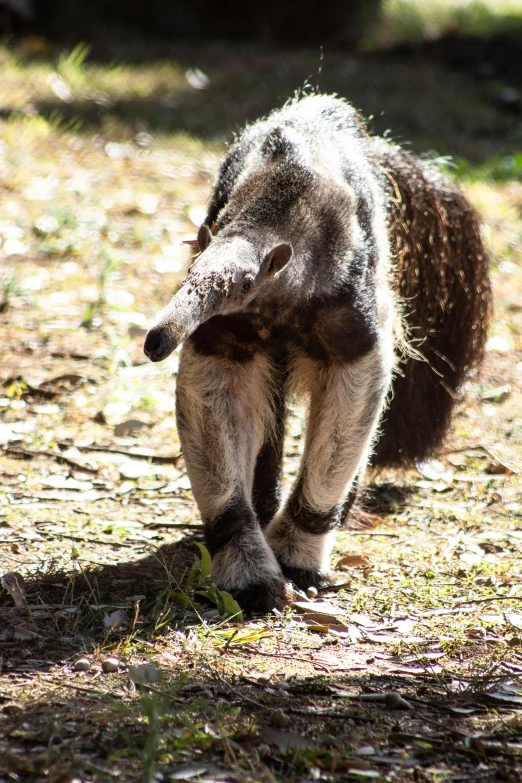 a small animal walking through a grassy field