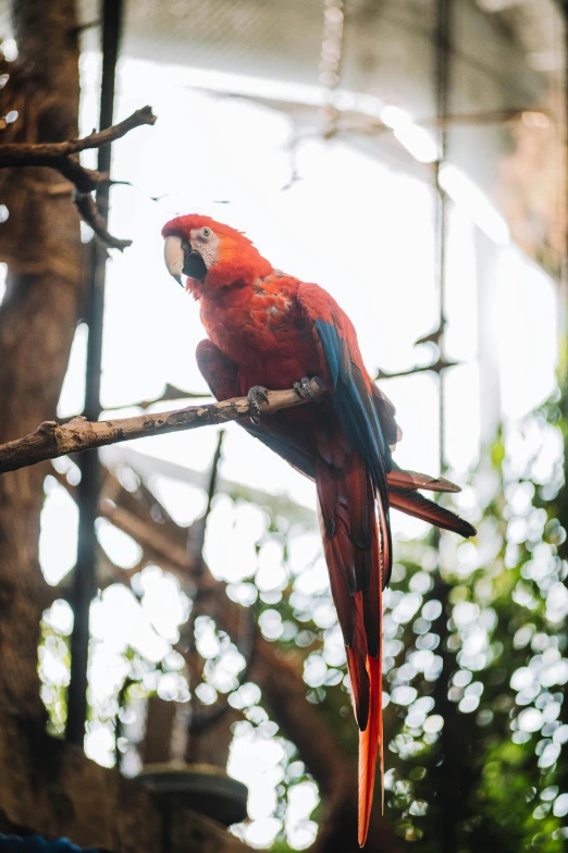 a parrot perched on the tree nches in a cage