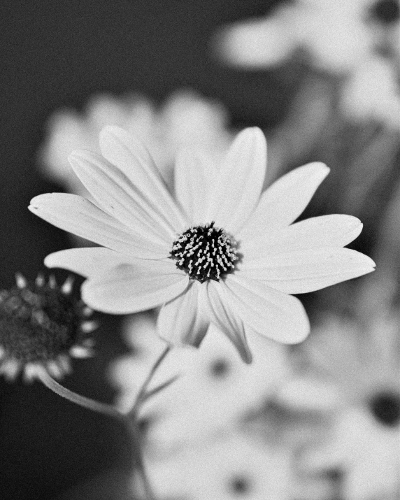 black and white flowers in a vase with a lot of leaves