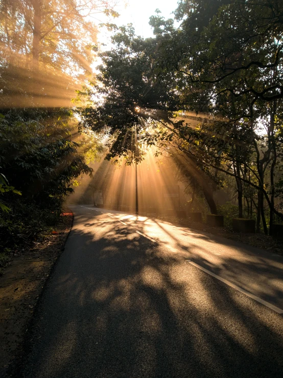 sun shining through trees into a park area