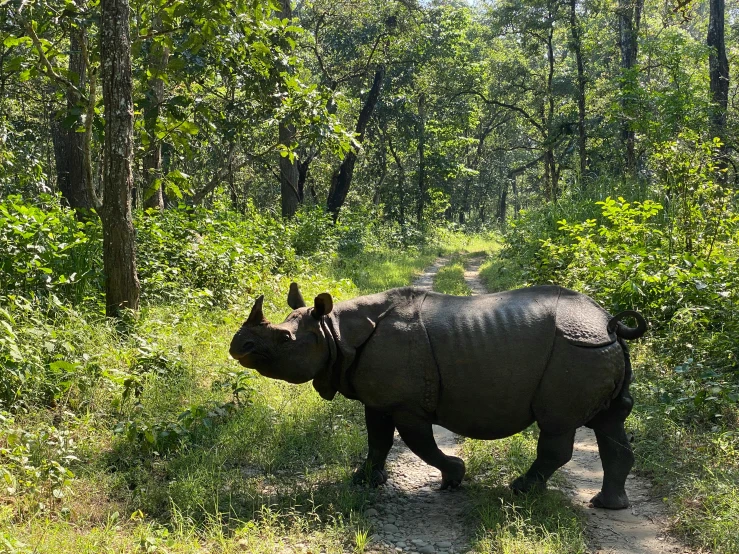 a rhinoceros walks along a trail through some brush