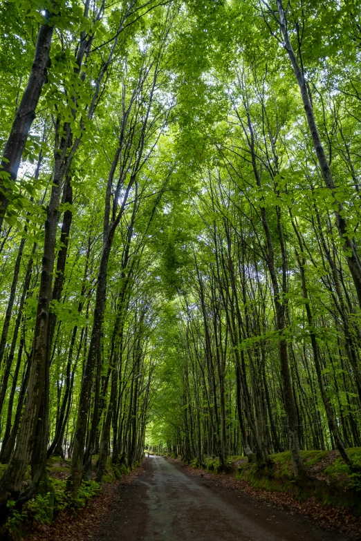 a trail with lots of trees and a truck going up it