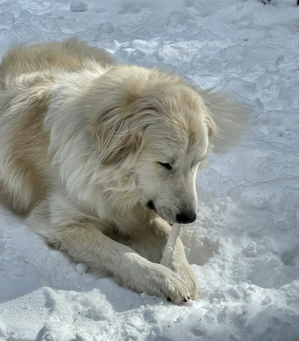 a fluffy white dog laying in the snow and eating food
