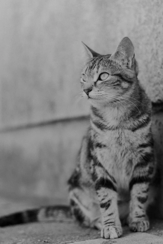 a black and white po of a cat that is sitting down