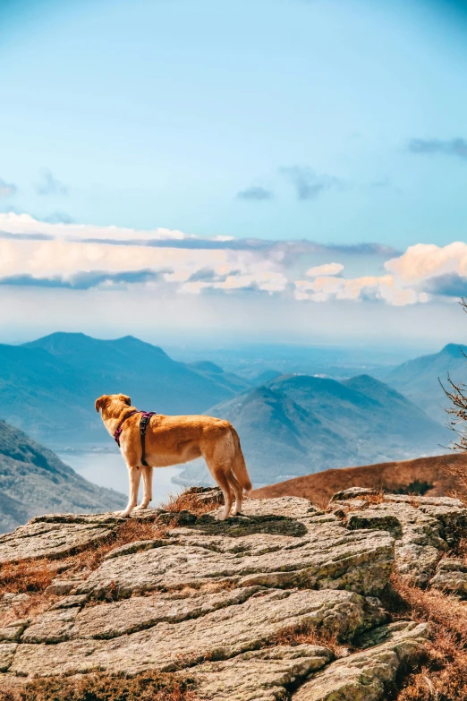 a dog sitting on top of a large rock