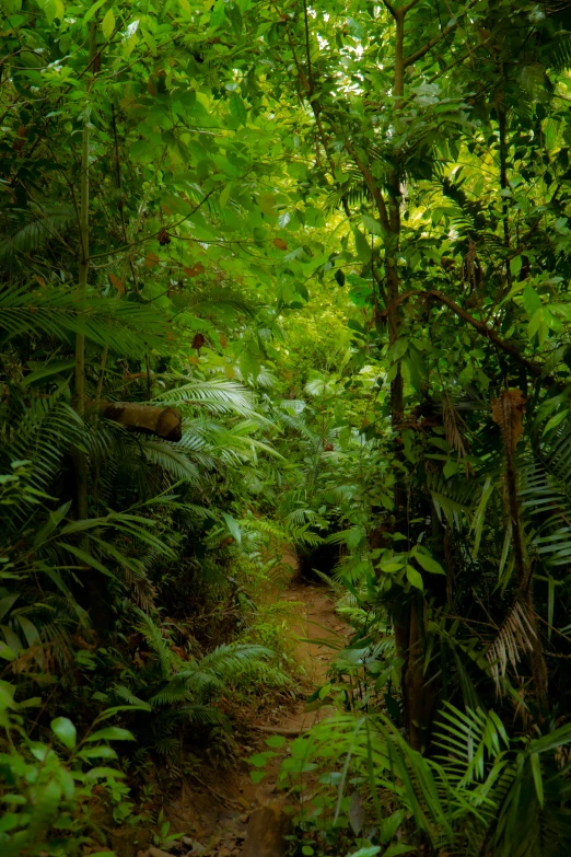 a forest with many green plants and some trees