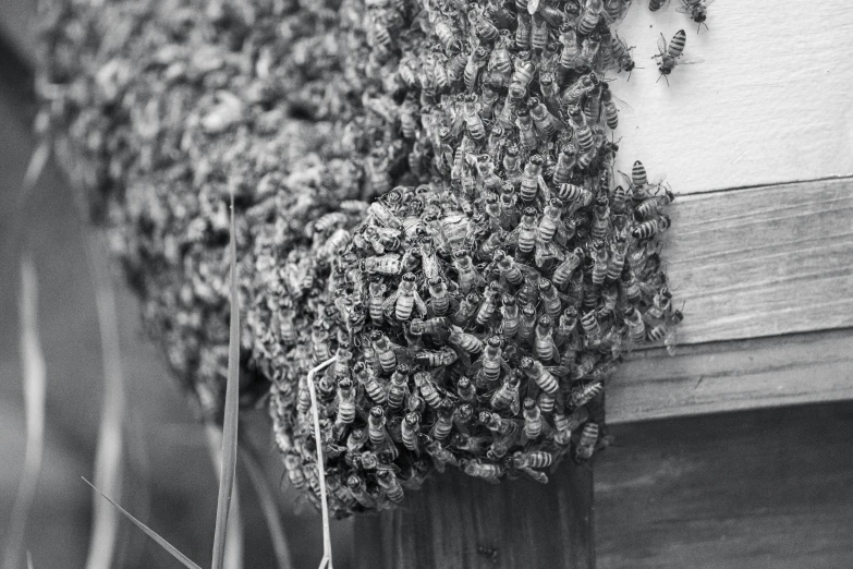 the beehive is covered in bees'numbers