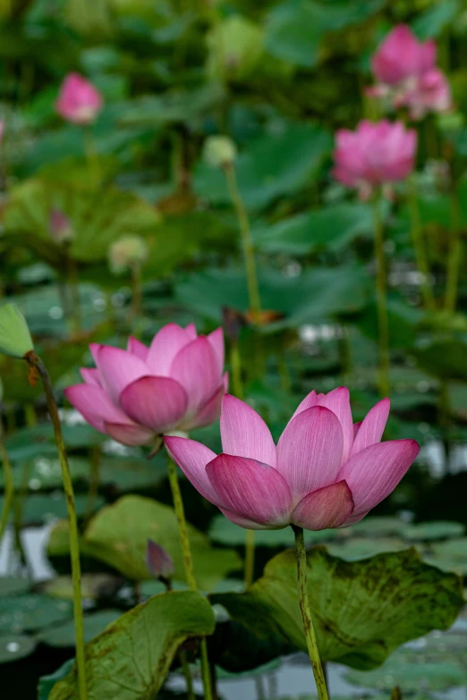 pink flowers with green leaves in the middle