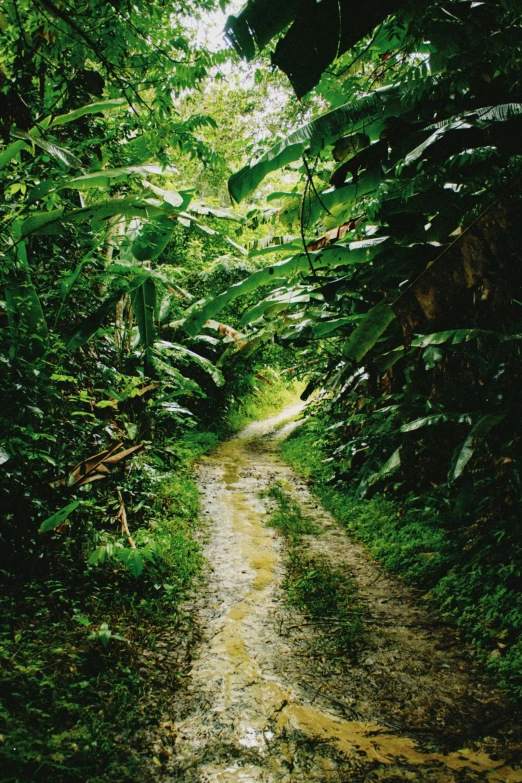 a dirt road through some lush vegetation on a cloudy day