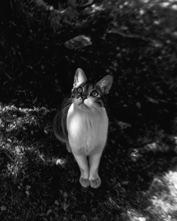 a black and white po of a cat with its eyes closed