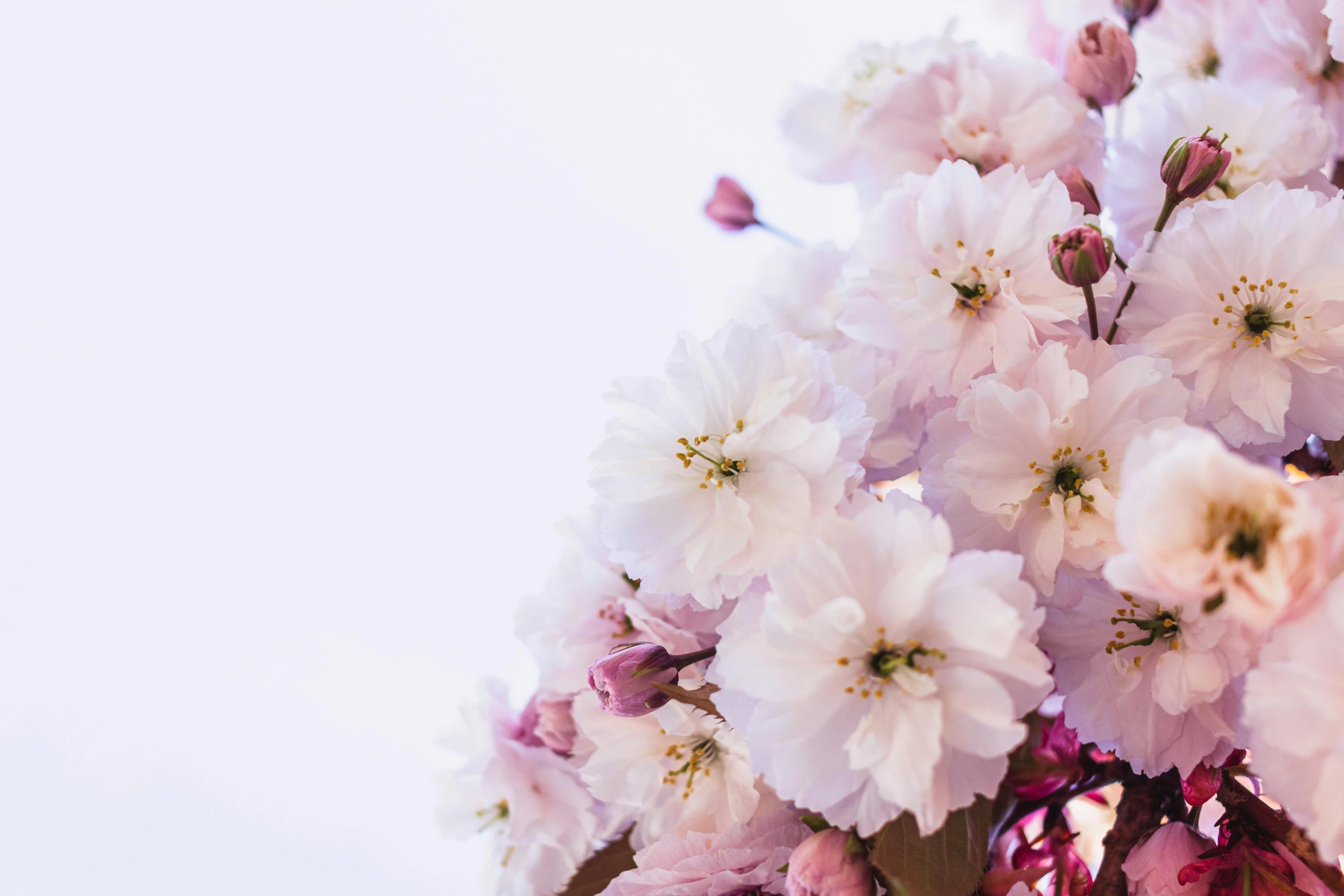 there is a lot of pink flowers that are in the vase