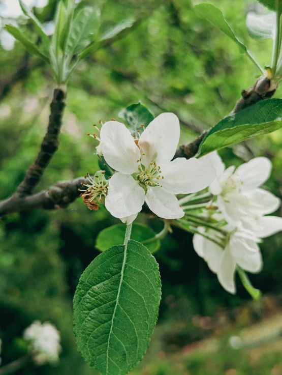 two flowers growing from the nch of an apple tree