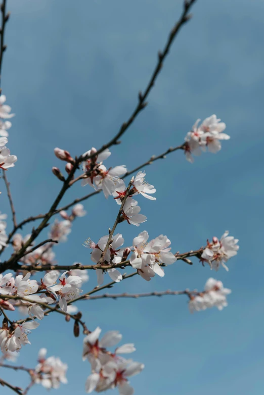 a nch with white flowers is against the sky