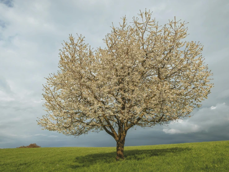 a small tree with lots of leaves sitting in the grass