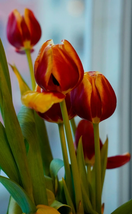 many red flowers are arranged in this vase