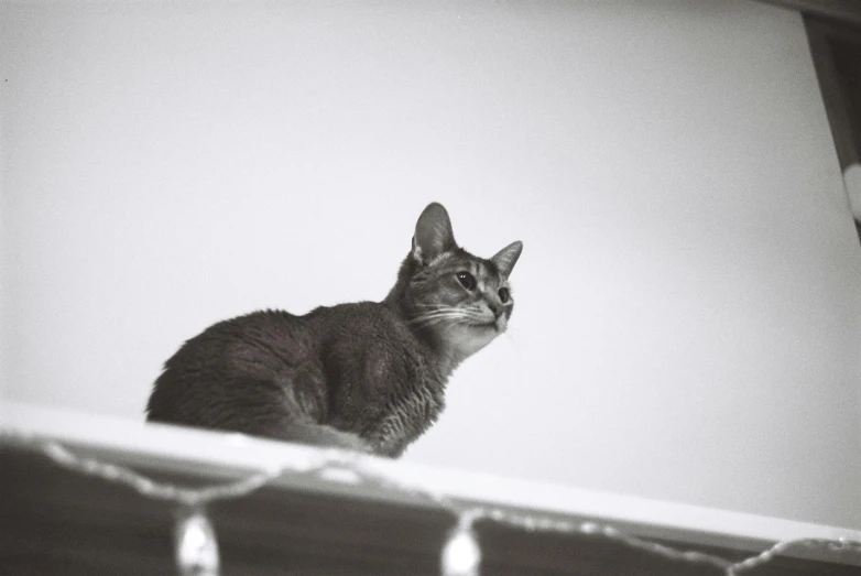 a black and white image of a cat in front of a ceiling