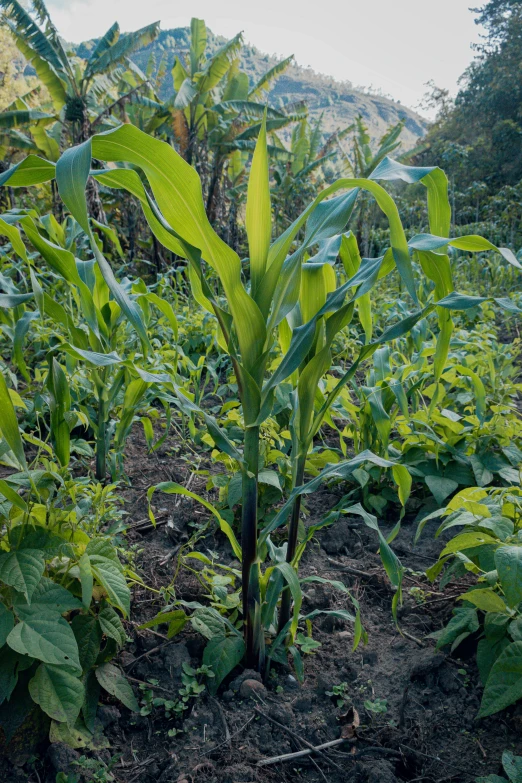 a large plant growing in the dirt by itself