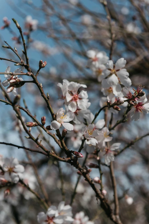 small flowers in the foreground with light blue skies