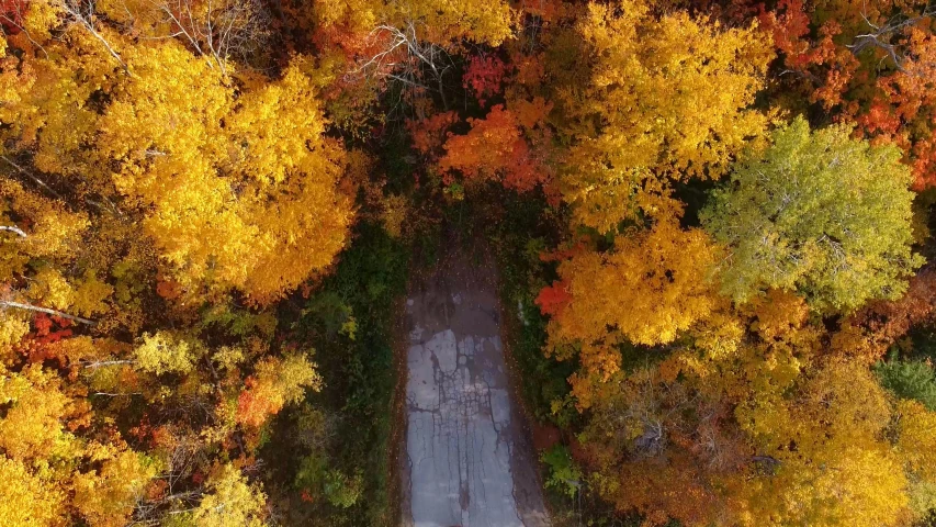 view from the air of an autumn forest