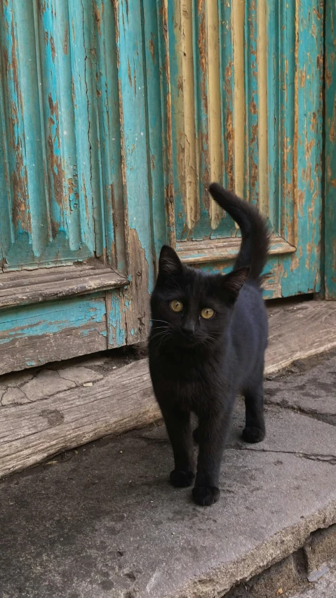 a black cat is walking across the porch