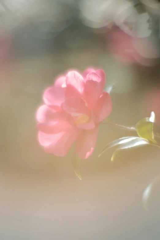 a bright pink flower in the center of a blurry background