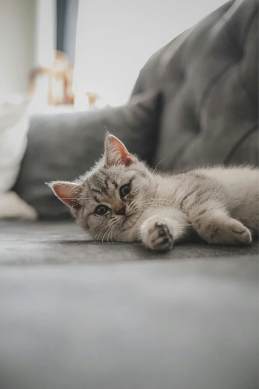 a cat lies down with its head on the floor