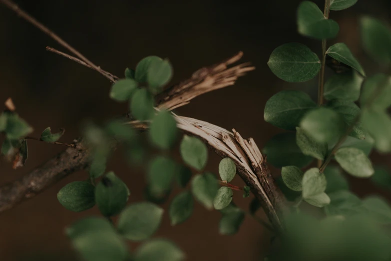 an image of some leaves that have been placed on the tree