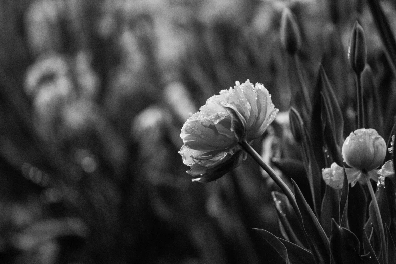 flowers are seen in black and white against the backdrop