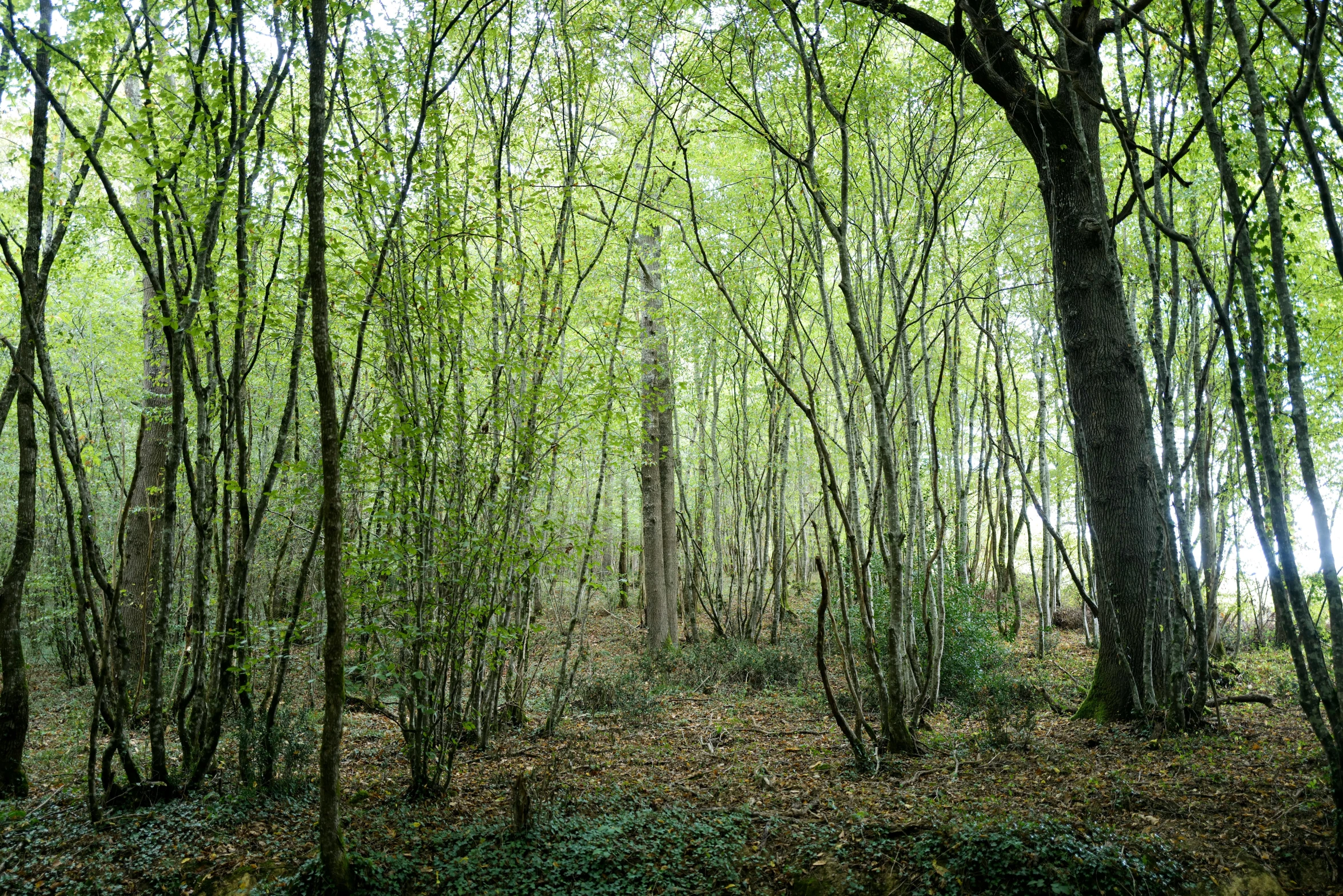 the trees are full of green leaves