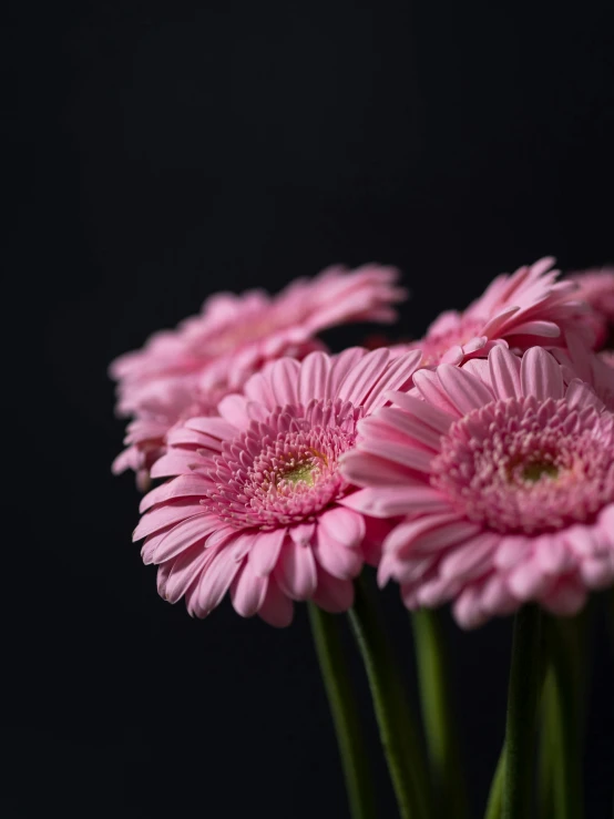 flowers arranged in three clusters, pink, in the middle