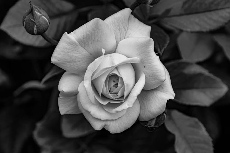 a white rose surrounded by green leaves in black and white