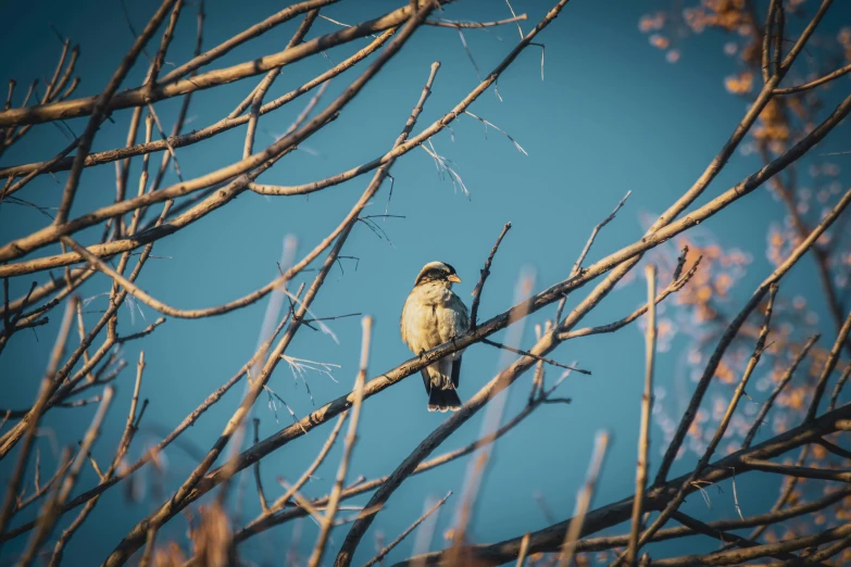 the brown bird is perched on a thin nch