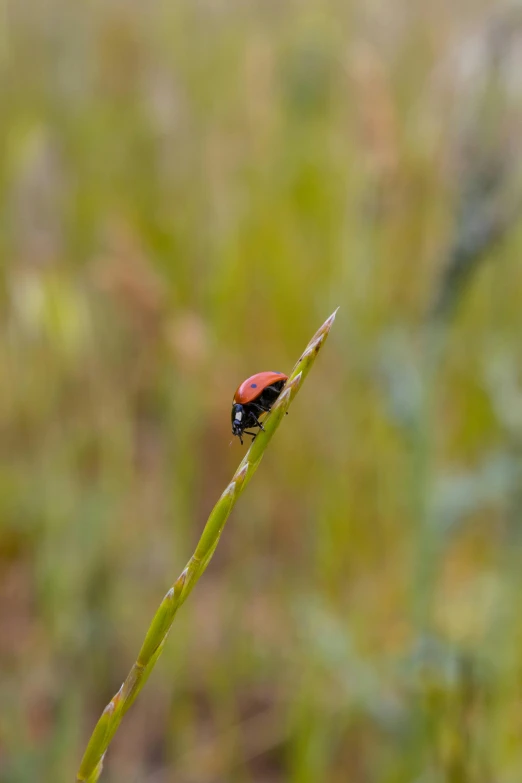 an insect that is sitting on some grass