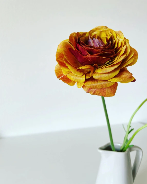 a flower in a vase with water