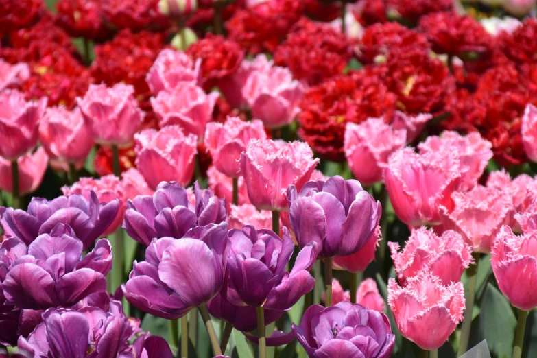 purple and pink flowers blooming in the field