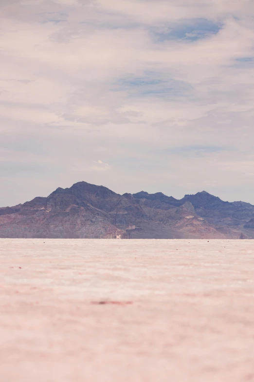 a lone horse stands in the desert landscape