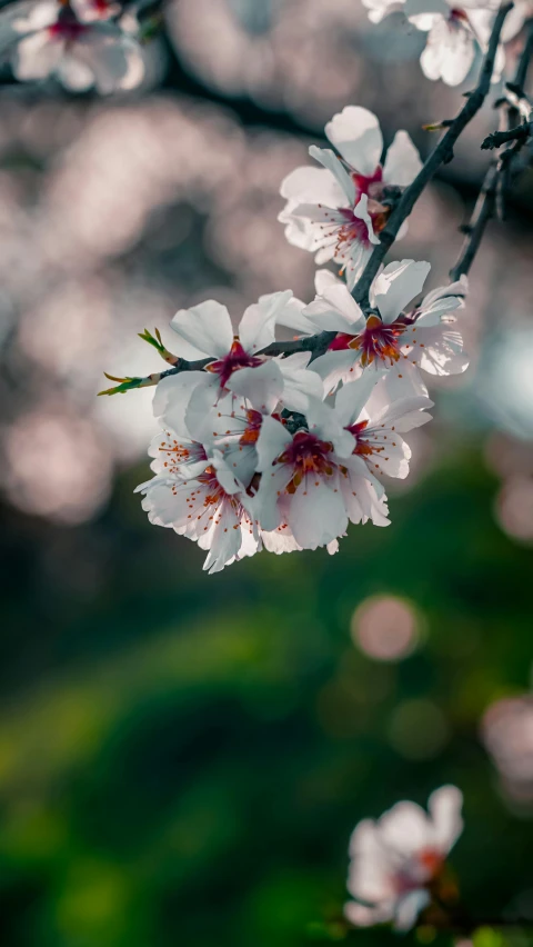 blossoming flowers with bokeh blurry background