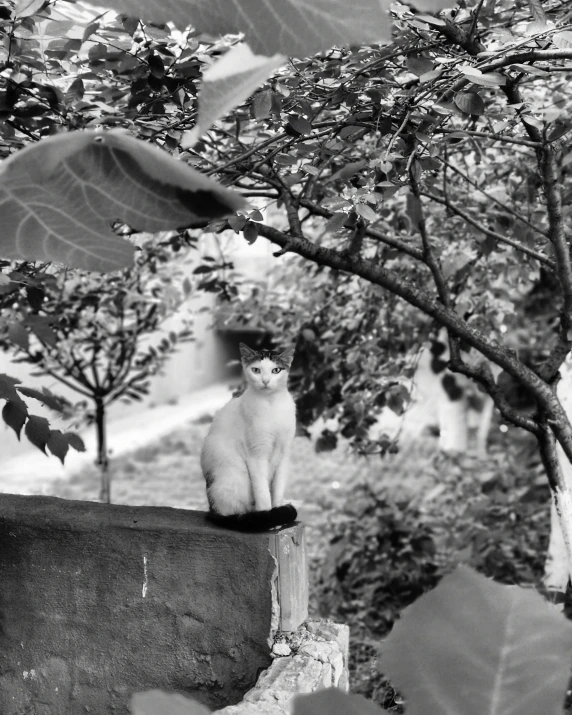 there is a black and white cat that is sitting on a wall