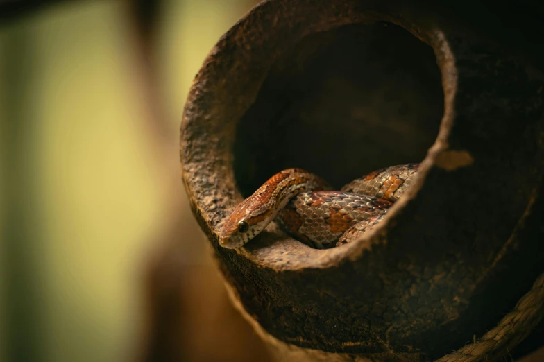 there is a strange colored snake curled up in an old object