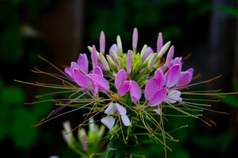 pink and white flowers with long stem sprouts on them