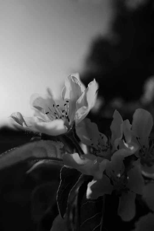 some white and yellow flowers with water drops