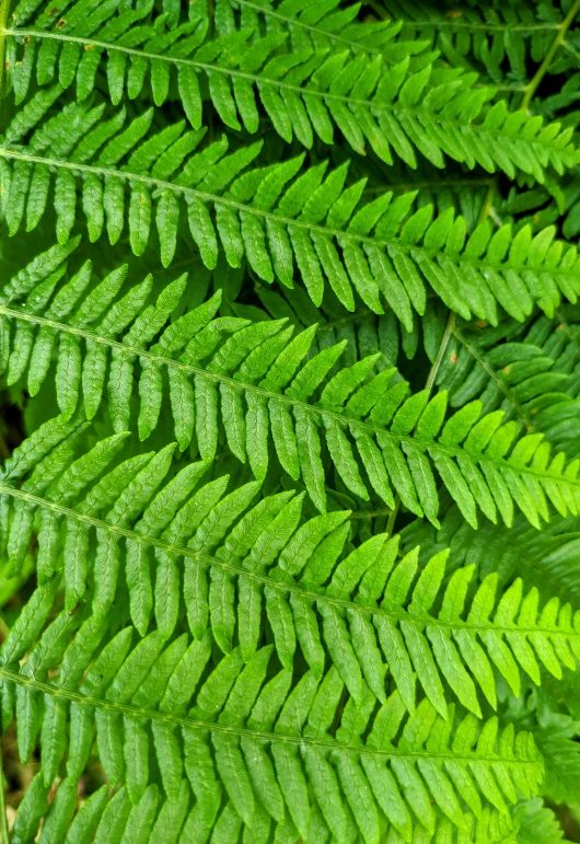 close up of a fern in the forest