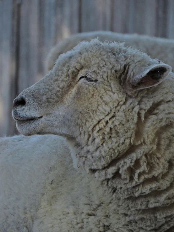 a sheep with its eyes closed and it is looking away