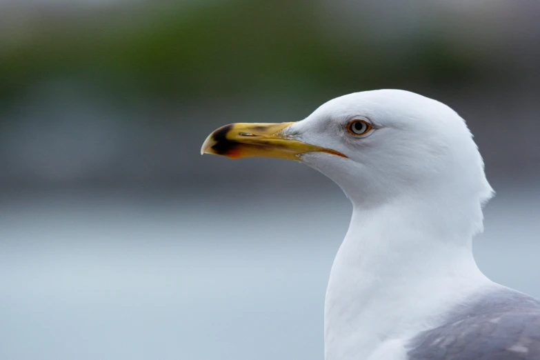 a seagull looking intently towards the camera