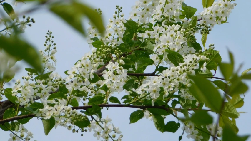 a tree with white flowers is blowing in the wind