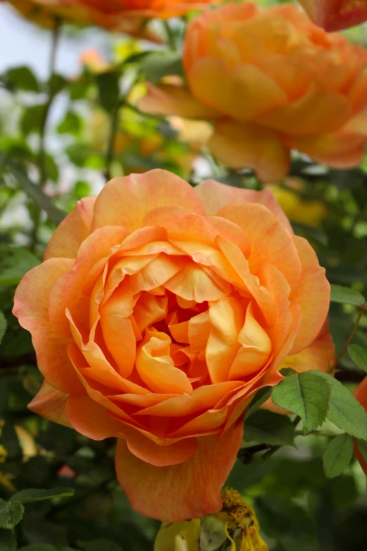 an orange flower with very sharp petals surrounded by greenery