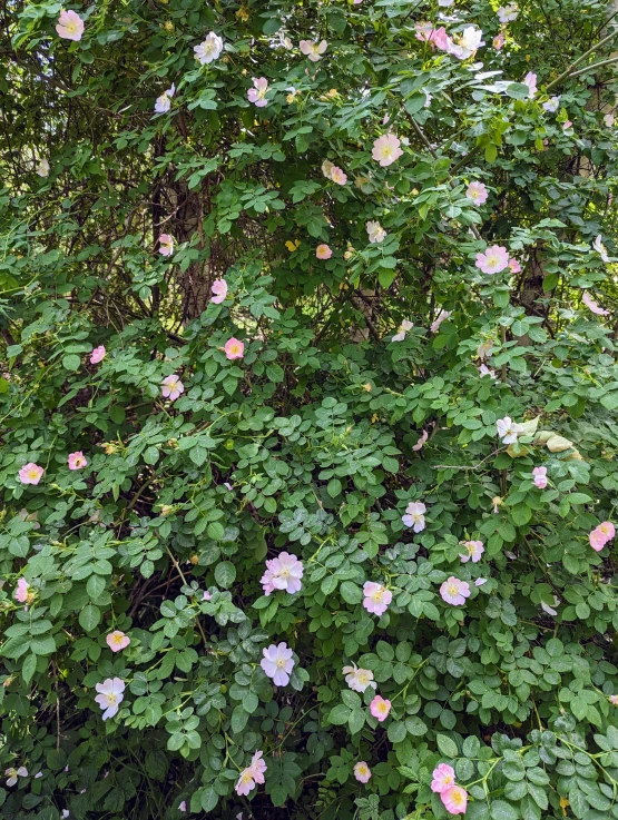 large flowered plant with pink flowers growing next to it