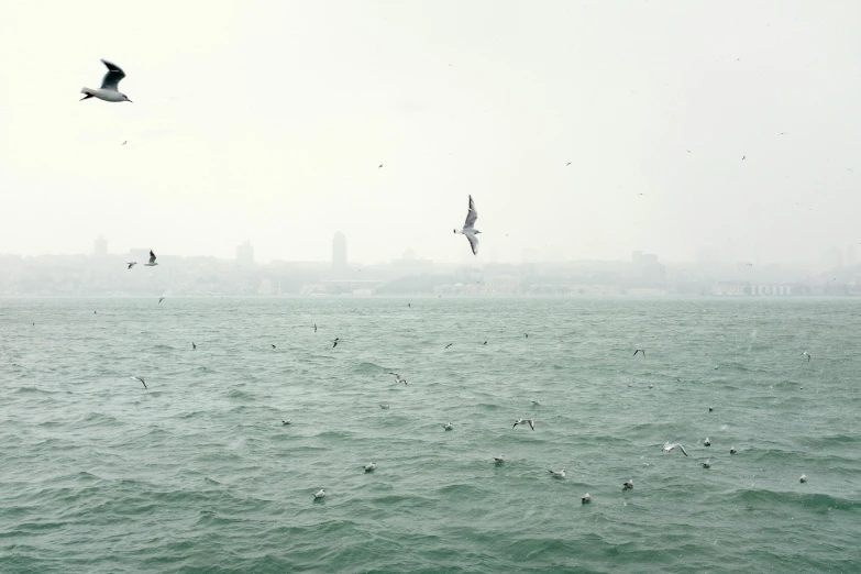 a flock of sea gulls fly over the ocean