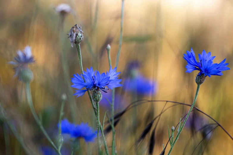 blue flowers on a grassy field