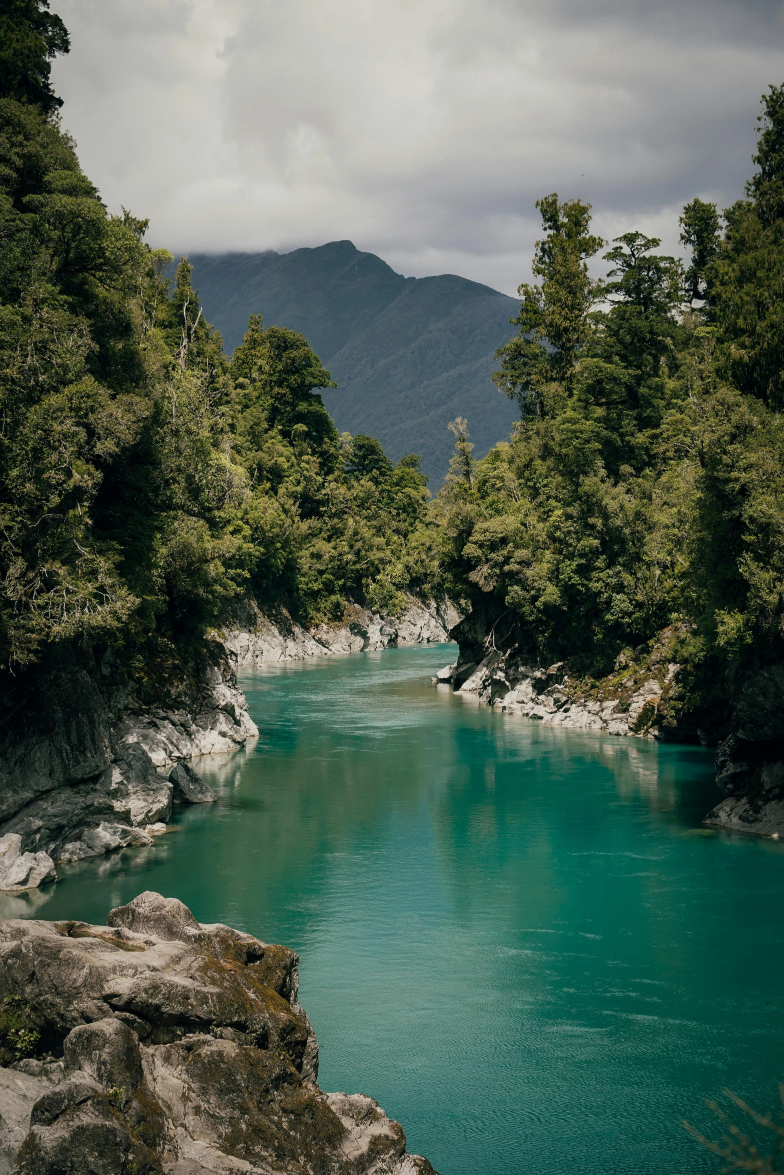 a river is running through a forested area